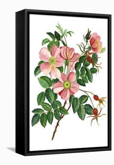 Pink Beach Roses-Cheryl Bartley-Framed Premier Image Canvas