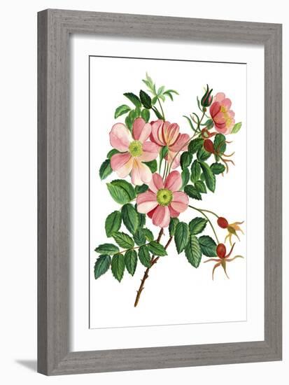 Pink Beach Roses-Cheryl Bartley-Framed Giclee Print