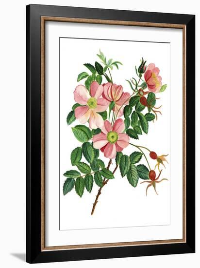 Pink Beach Roses-Cheryl Bartley-Framed Giclee Print