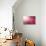 Pink Beads-Philippe Sainte-Laudy-Premium Photographic Print displayed on a wall