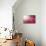 Pink Beads-Philippe Sainte-Laudy-Mounted Photographic Print displayed on a wall