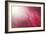 Pink Beads-Philippe Sainte-Laudy-Framed Photographic Print