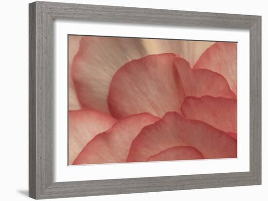 Pink Begonia Petals I-Rita Crane-Framed Photographic Print