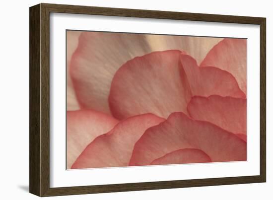 Pink Begonia Petals I-Rita Crane-Framed Photographic Print