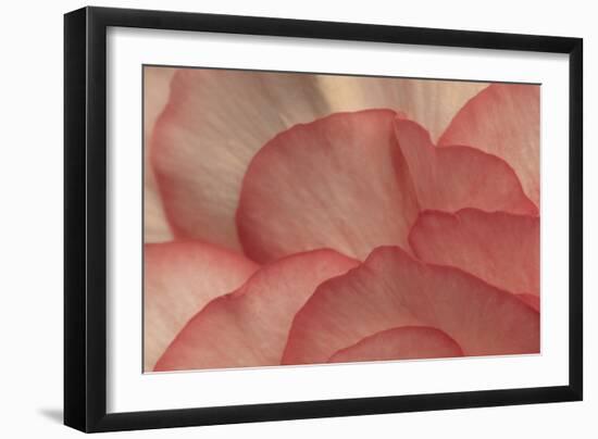 Pink Begonia Petals I-Rita Crane-Framed Photographic Print