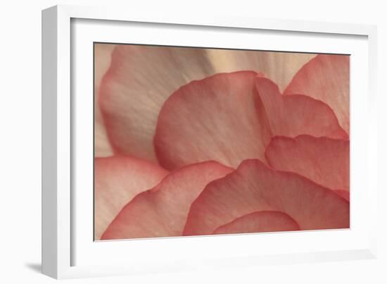 Pink Begonia Petals I-Rita Crane-Framed Photographic Print