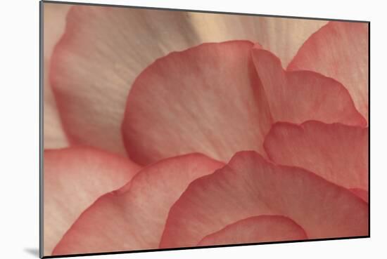Pink Begonia Petals I-Rita Crane-Mounted Photographic Print