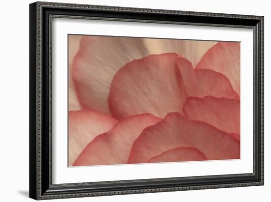 Pink Begonia Petals I-Rita Crane-Framed Photographic Print