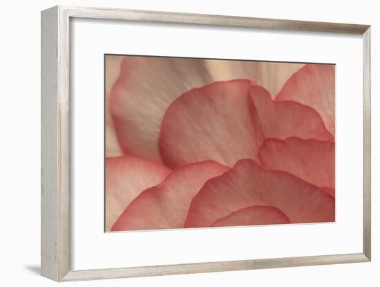 Pink Begonia Petals I-Rita Crane-Framed Photographic Print