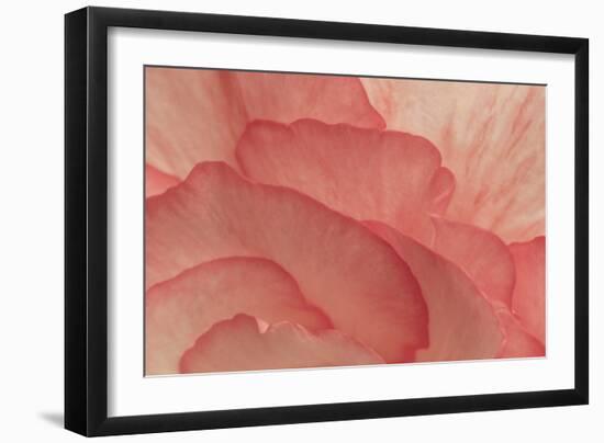 Pink Begonia Petals II-Rita Crane-Framed Photographic Print