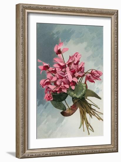 Pink Begonias-null-Framed Art Print