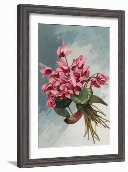 Pink Begonias-null-Framed Art Print