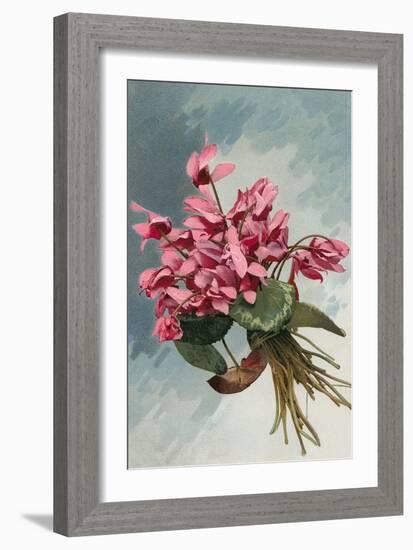 Pink Begonias-null-Framed Art Print