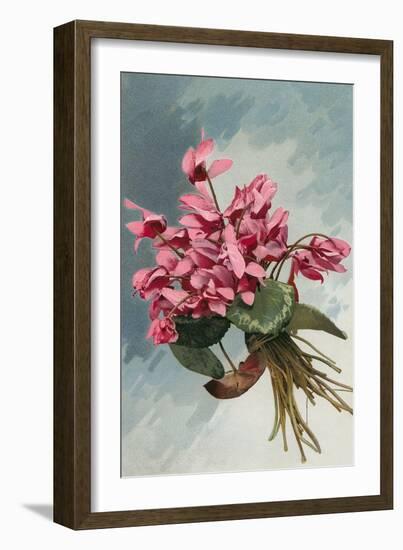 Pink Begonias-null-Framed Art Print