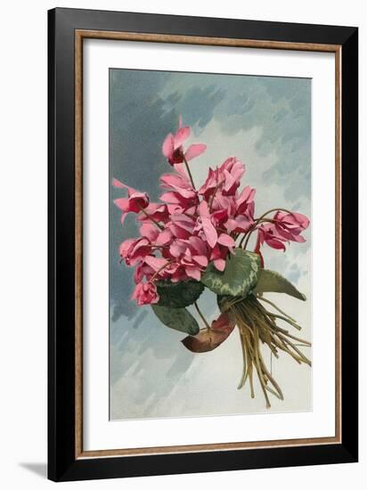 Pink Begonias-null-Framed Art Print