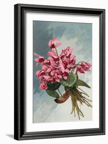 Pink Begonias-null-Framed Art Print