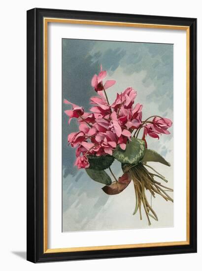 Pink Begonias-null-Framed Art Print