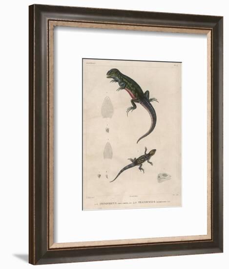 Pink-Bellied Leaf Lizard and Another Smaller Lizard Type Labelled as Trachycyclus Marmoratus-null-Framed Art Print