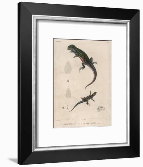 Pink-Bellied Leaf Lizard and Another Smaller Lizard Type Labelled as Trachycyclus Marmoratus-null-Framed Art Print