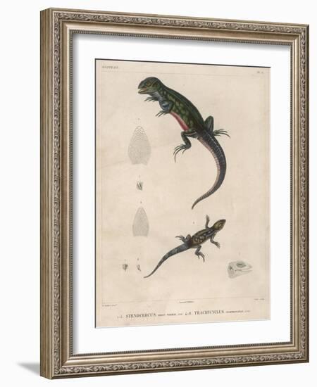 Pink-Bellied Leaf Lizard and Another Smaller Lizard Type Labelled as Trachycyclus Marmoratus-null-Framed Art Print