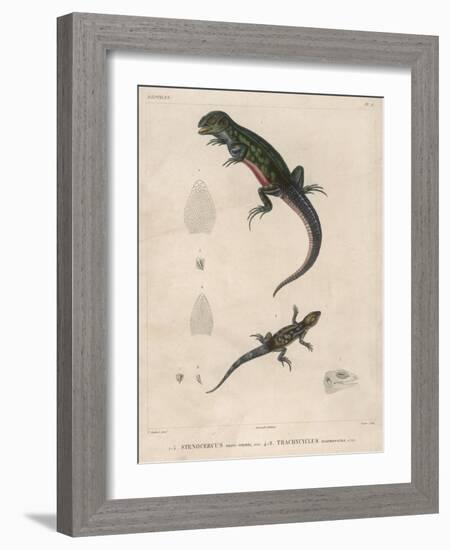 Pink-Bellied Leaf Lizard and Another Smaller Lizard Type Labelled as Trachycyclus Marmoratus-null-Framed Art Print