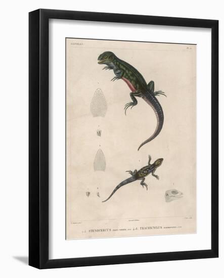 Pink-Bellied Leaf Lizard and Another Smaller Lizard Type Labelled as Trachycyclus Marmoratus-null-Framed Art Print