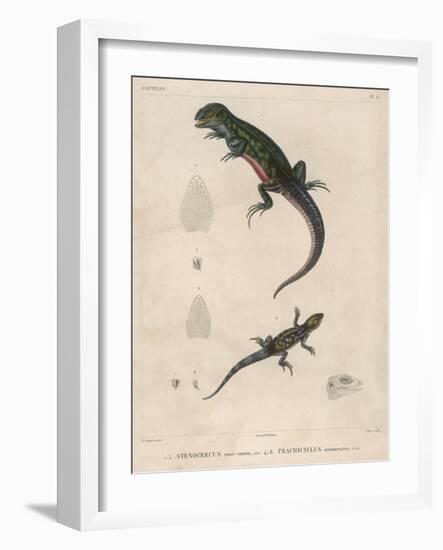 Pink-Bellied Leaf Lizard and Another Smaller Lizard Type Labelled as Trachycyclus Marmoratus-null-Framed Art Print