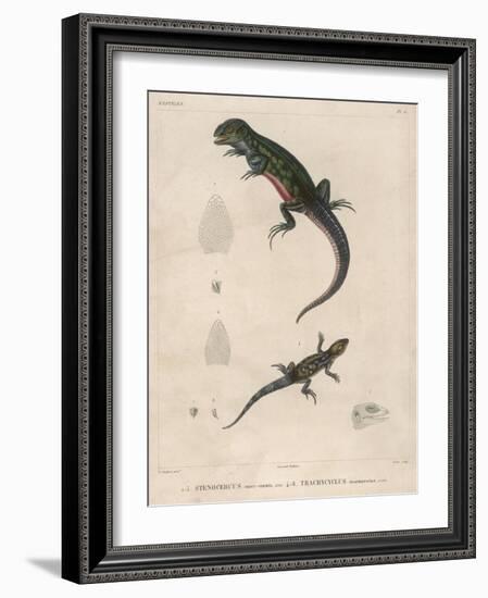 Pink-Bellied Leaf Lizard and Another Smaller Lizard Type Labelled as Trachycyclus Marmoratus-null-Framed Art Print