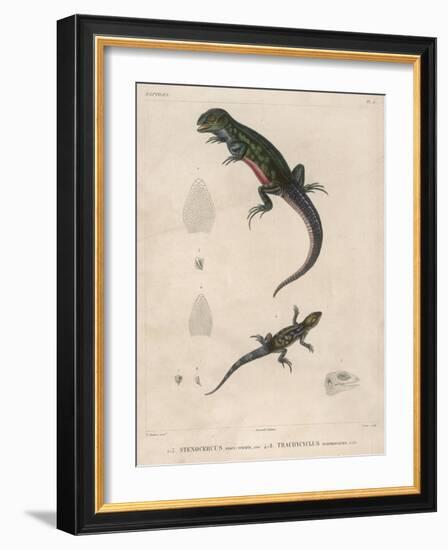 Pink-Bellied Leaf Lizard and Another Smaller Lizard Type Labelled as Trachycyclus Marmoratus-null-Framed Art Print