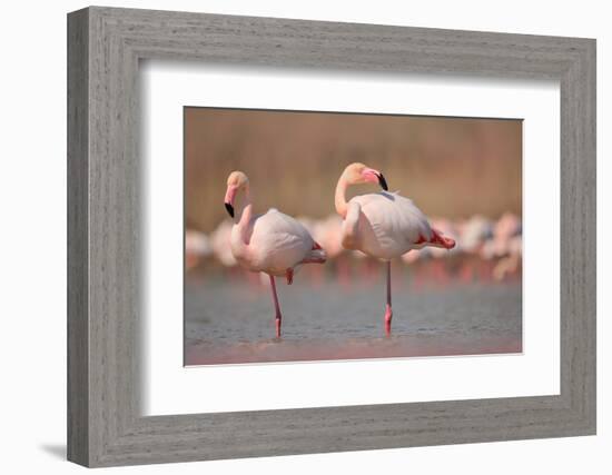 Pink Big Birds Greater Flamingos, Phoenicopterus Ruber, in the Water, Camargue, France. Flamingos C-Ondrej Prosicky-Framed Photographic Print