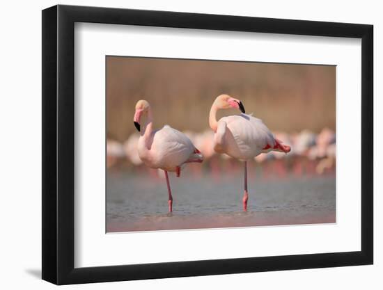 Pink Big Birds Greater Flamingos, Phoenicopterus Ruber, in the Water, Camargue, France. Flamingos C-Ondrej Prosicky-Framed Photographic Print