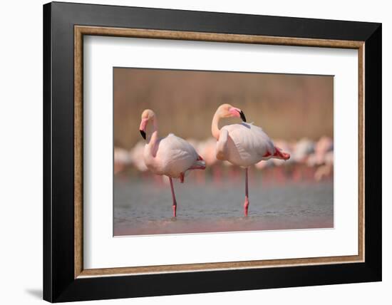 Pink Big Birds Greater Flamingos, Phoenicopterus Ruber, in the Water, Camargue, France. Flamingos C-Ondrej Prosicky-Framed Photographic Print