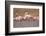 Pink Big Birds Greater Flamingos, Phoenicopterus Ruber, in the Water, Camargue, France. Flamingos C-Ondrej Prosicky-Framed Photographic Print