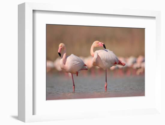 Pink Big Birds Greater Flamingos, Phoenicopterus Ruber, in the Water, Camargue, France. Flamingos C-Ondrej Prosicky-Framed Photographic Print