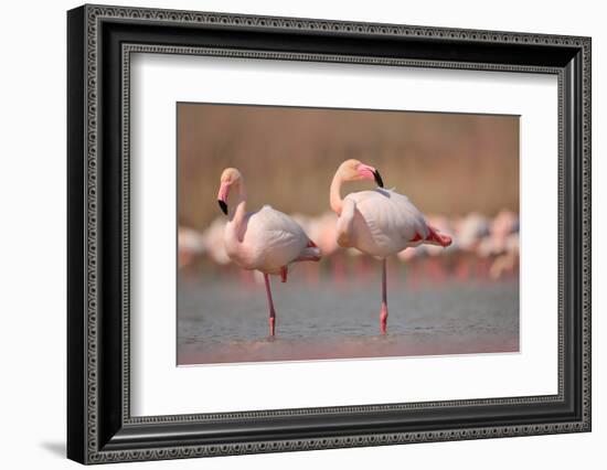 Pink Big Birds Greater Flamingos, Phoenicopterus Ruber, in the Water, Camargue, France. Flamingos C-Ondrej Prosicky-Framed Photographic Print