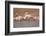 Pink Big Birds Greater Flamingos, Phoenicopterus Ruber, in the Water, Camargue, France. Flamingos C-Ondrej Prosicky-Framed Photographic Print