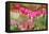 Pink Bleeding Heart Flower or 'Dicentra Spectabilis' in Spring Garden 'Keukenhof', Holland-dzain-Framed Premier Image Canvas