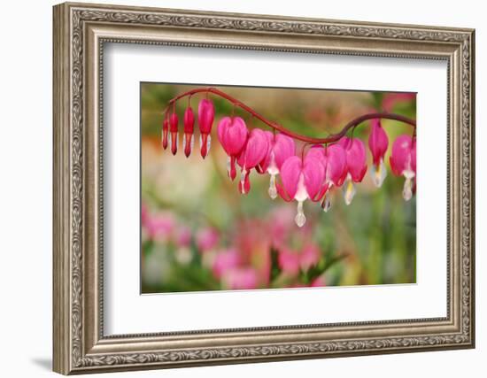 Pink Bleeding Heart Flower or 'Dicentra Spectabilis' in Spring Garden 'Keukenhof', Holland-dzain-Framed Photographic Print