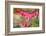 Pink Bleeding Heart Flower or 'Dicentra Spectabilis' in Spring Garden 'Keukenhof', Holland-dzain-Framed Photographic Print