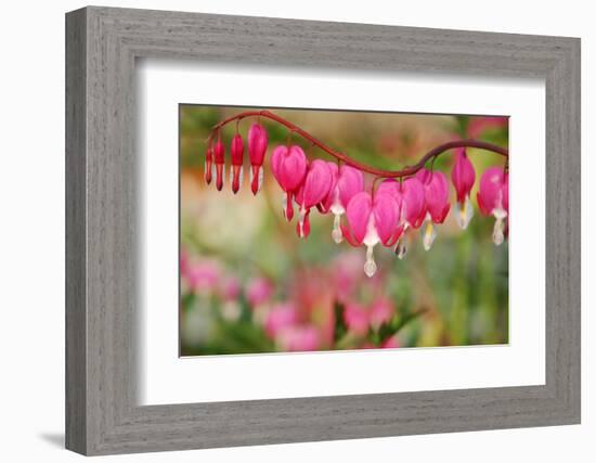 Pink Bleeding Heart Flower or 'Dicentra Spectabilis' in Spring Garden 'Keukenhof', Holland-dzain-Framed Photographic Print