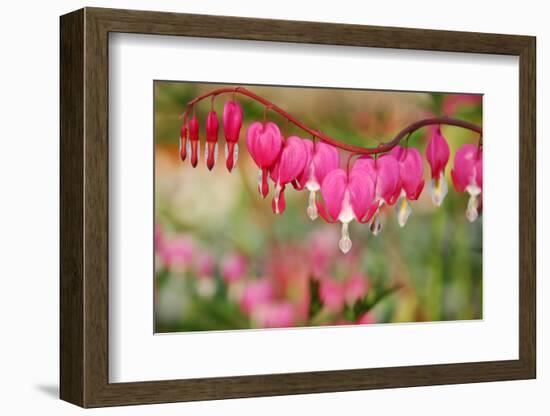 Pink Bleeding Heart Flower or 'Dicentra Spectabilis' in Spring Garden 'Keukenhof', Holland-dzain-Framed Photographic Print