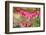 Pink Bleeding Heart Flower or 'Dicentra Spectabilis' in Spring Garden 'Keukenhof', Holland-dzain-Framed Photographic Print