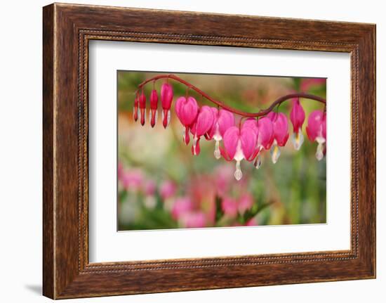 Pink Bleeding Heart Flower or 'Dicentra Spectabilis' in Spring Garden 'Keukenhof', Holland-dzain-Framed Photographic Print