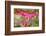 Pink Bleeding Heart Flower or 'Dicentra Spectabilis' in Spring Garden 'Keukenhof', Holland-dzain-Framed Photographic Print