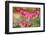 Pink Bleeding Heart Flower or 'Dicentra Spectabilis' in Spring Garden 'Keukenhof', Holland-dzain-Framed Photographic Print