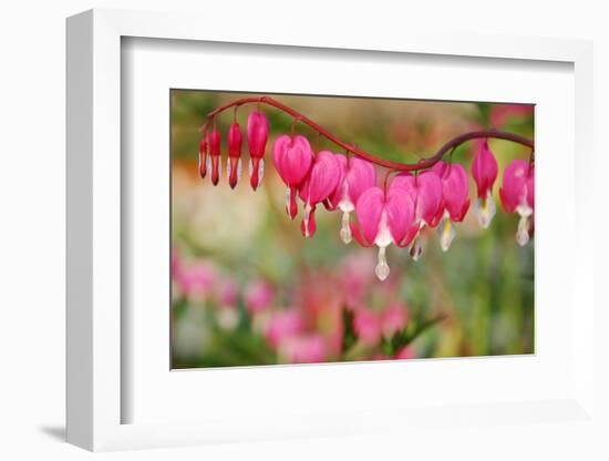 Pink Bleeding Heart Flower or 'Dicentra Spectabilis' in Spring Garden 'Keukenhof', Holland-dzain-Framed Photographic Print