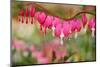 Pink Bleeding Heart Flower or 'Dicentra Spectabilis' in Spring Garden 'Keukenhof', Holland-dzain-Mounted Photographic Print