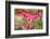 Pink Bleeding Heart Flower or 'Dicentra Spectabilis' in Spring Garden 'Keukenhof', Holland-dzain-Framed Photographic Print