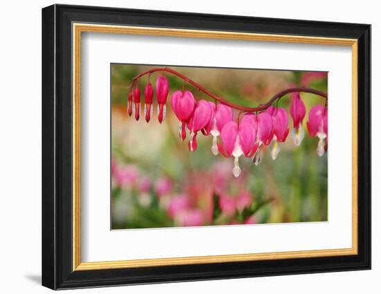 Pink Bleeding Heart Flower or 'Dicentra Spectabilis' in Spring Garden 'Keukenhof', Holland-dzain-Framed Photographic Print