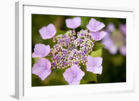 Pink bloom-Karyn Millet-Framed Photographic Print